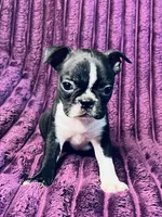 Tink AKC, a female Boston Terrier for sale in Apple Valley, CA – 1 of 3