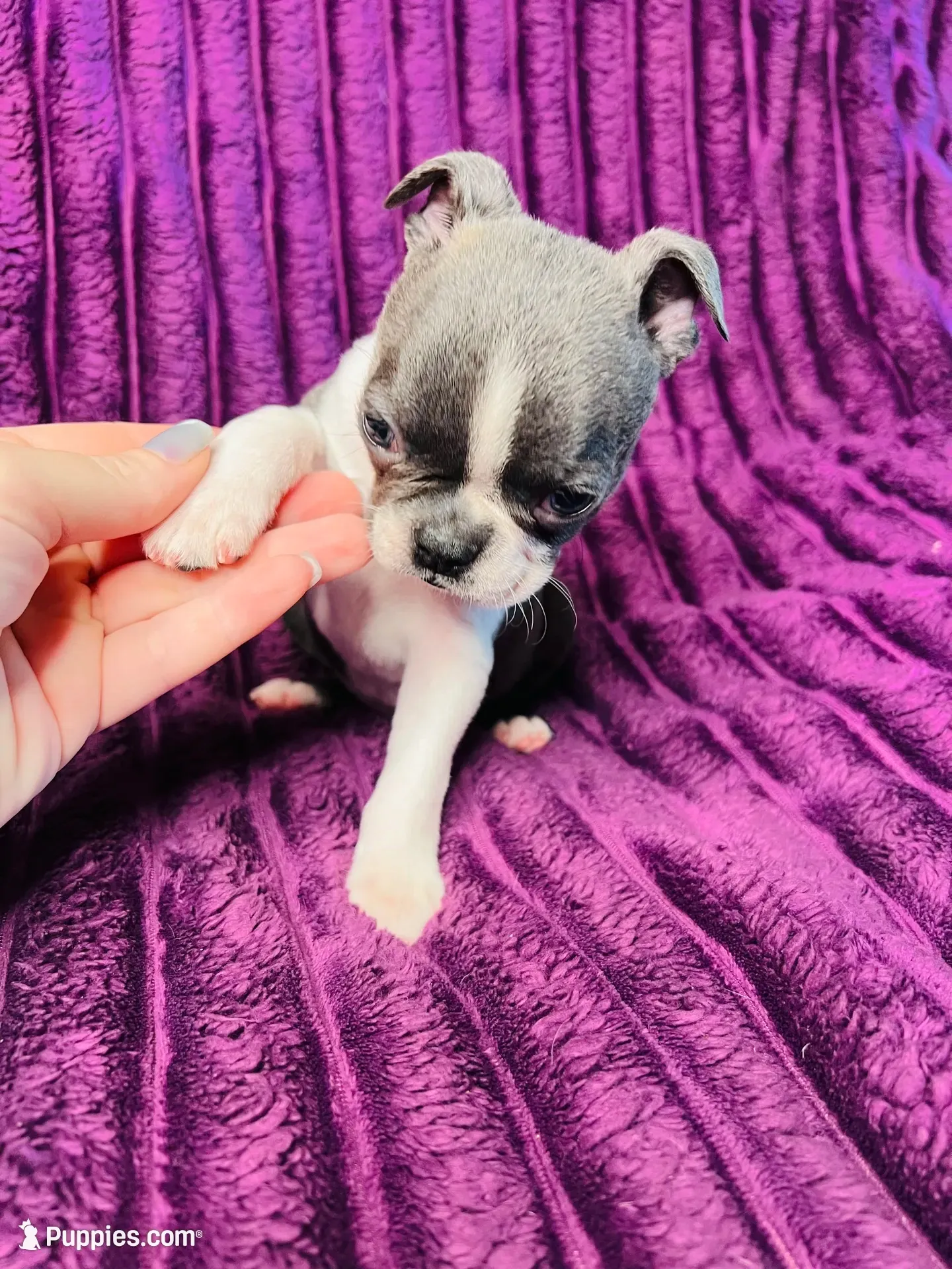 💎 Blue AKC 💎 , a male Boston Terrier for sale in Apple Valley, CA – 2 of 3