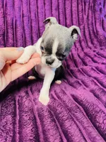 💎 Diamond AKC , a male Boston Terrier for sale in Apple Valley, CA – 3 of 3
