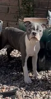 Frankie BLUE AKC , a male Boston Terrier for sale in Apple Valley, CA – 2 of 2