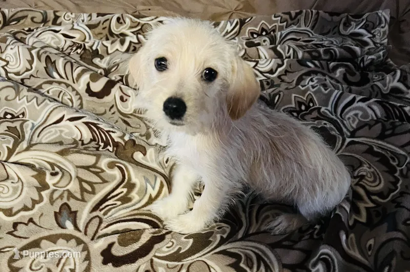 Teddy – Chihuahua, Yorkshire Terrier puppy for sale in Apple Valley, CA