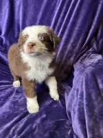 🧸 Teddy 🧸, a male Australian Shepherd for sale in Apple Valley, CA – Photo 2 of 3