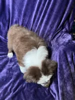 🧸 Teddy 🧸, a male Australian Shepherd for sale in Apple Valley, CA – Photo 3 of 3