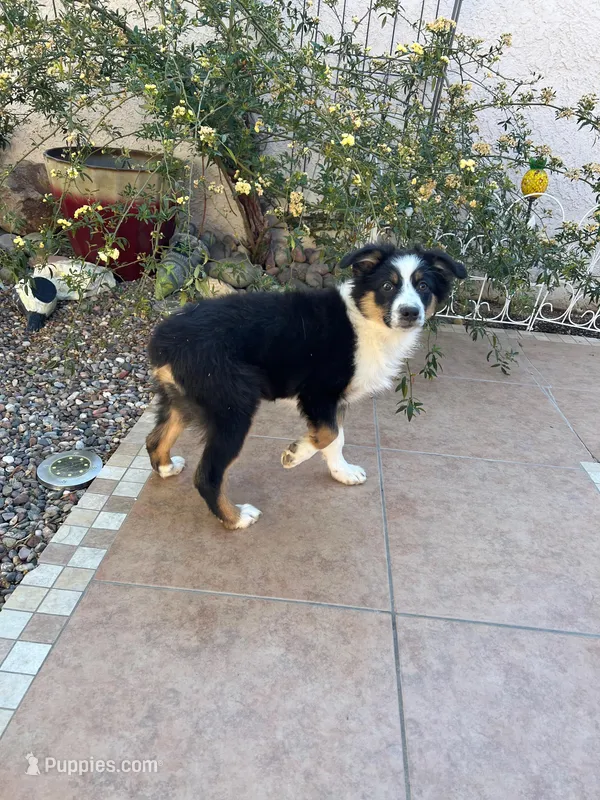 👑 Queen 👑  – Australian Shepherd puppy for sale in Apple Valley, CA