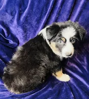 👑 Queen 👑 , a female Australian Shepherd for sale in Apple Valley, CA – Photo 3 of 3