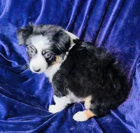 👑 Queen 👑 , a female Australian Shepherd for sale in Apple Valley, CA – Photo 1 of 3