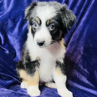 👑 Queen 👑 , a female Australian Shepherd for sale in Apple Valley, CA – Photo 1 of 3