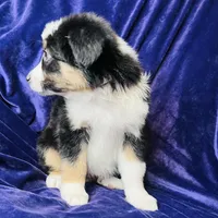 👑 Queen 👑 , a female Australian Shepherd for sale in Apple Valley, CA – Photo 2 of 3