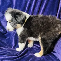 👑 Queen 👑 , a female Australian Shepherd for sale in Apple Valley, CA – Photo 3 of 3
