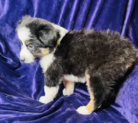 👑 Queen 👑 , a female Australian Shepherd for sale in Apple Valley, CA – Photo 2 of 3