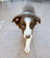 ❤️Charlie❤️, a male Australian Shepherd for sale in Apple Valley, CA – Photo 3 of 4