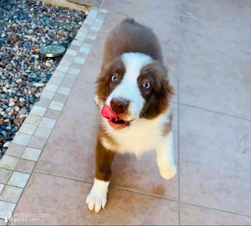 ❤️Charlie❤️ – Australian Shepherd puppy for sale in Apple Valley, CA