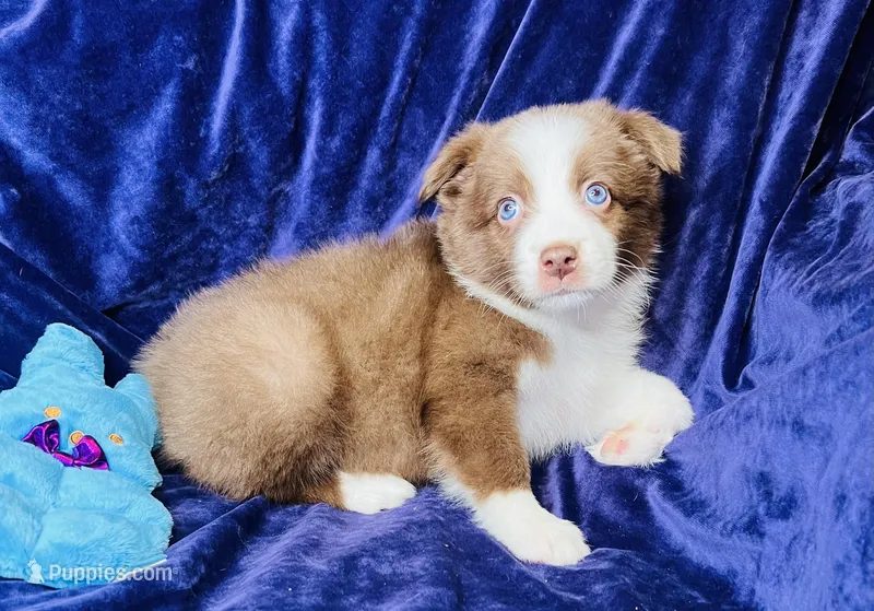 ❤️ Charlie ❤️