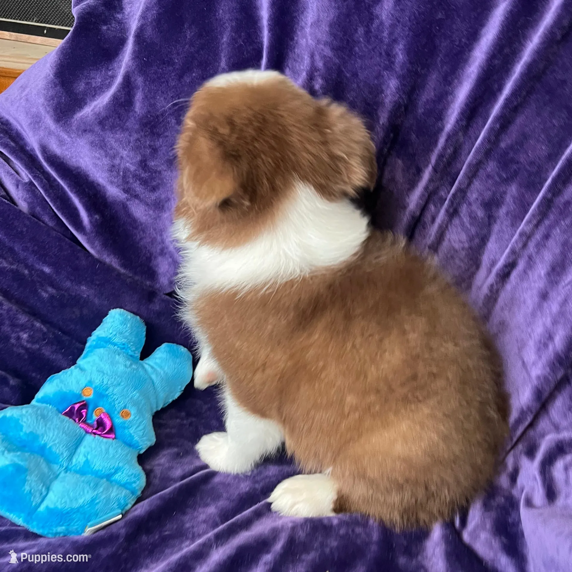 ❤️ Charlie ❤️, a male Australian Shepherd for sale in Apple Valley, CA – Photo 2 of 2
