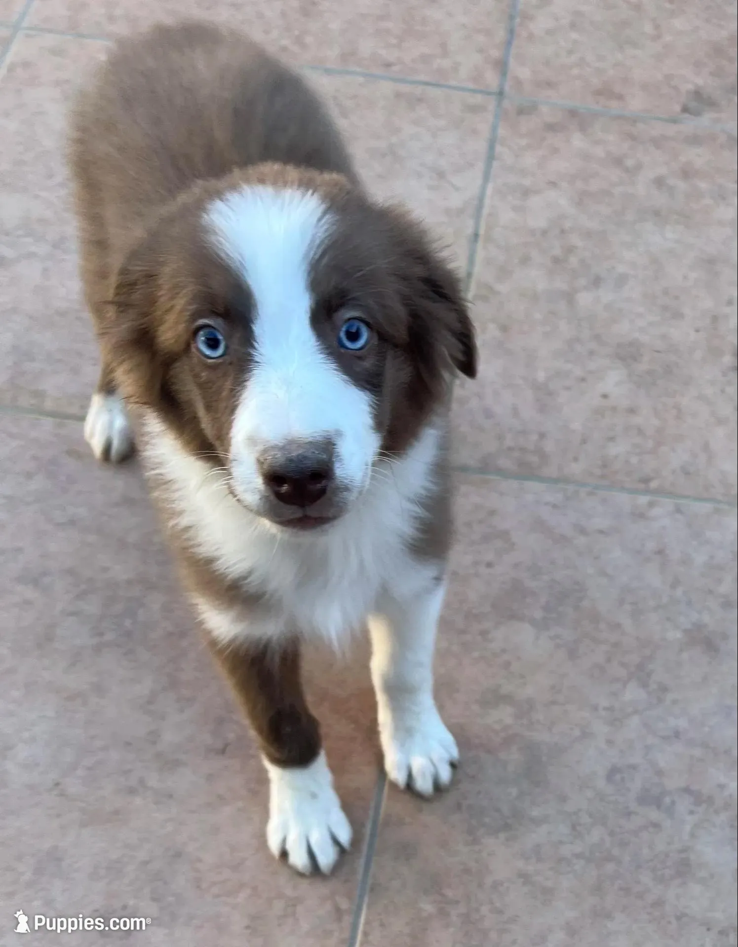 ❤️Charlie❤️, a male Australian Shepherd for sale in Apple Valley, CA – Photo 1 of 4