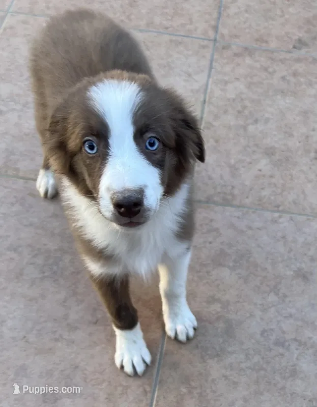❤️Charlie❤️ – Australian Shepherd puppy for sale in Apple Valley, CA