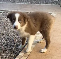 ❤️Charlie❤️, a male Australian Shepherd for sale in Apple Valley, CA – Photo 4 of 4
