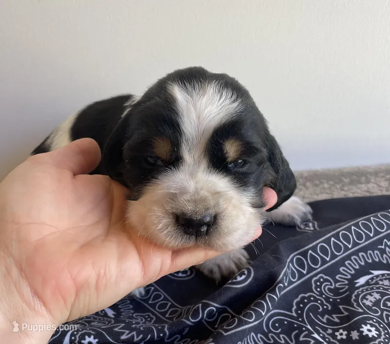 Elliot – English Springer Spaniel puppy for sale in North Monmouth, ME