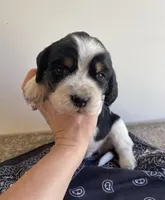 Elliot, a male English Springer Spaniel for sale in North Monmouth, ME – Photo 3 of 4