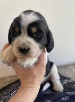 Elliot, a male English Springer Spaniel for sale in North Monmouth, ME – Photo 2 of 4