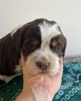 Colton, a male English Springer Spaniel for sale in North Monmouth, ME – Photo 1 of 4