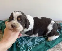 Colton, a male English Springer Spaniel for sale in North Monmouth, ME – Photo 3 of 4