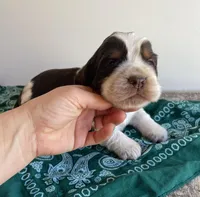 Colton, a male English Springer Spaniel for sale in North Monmouth, ME – Photo 2 of 4