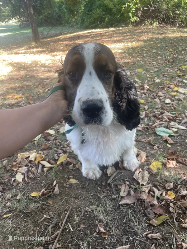 Atlas  – English Springer Spaniel puppy for sale in North Monmouth, ME
