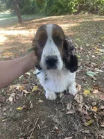 Atlas , a male English Springer Spaniel for sale in North Monmouth, ME – 1 of 10