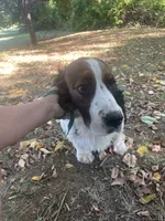 Atlas , a male English Springer Spaniel for sale in North Monmouth, ME – 5 of 10