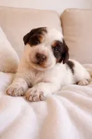 Carrie, a female English Springer Spaniel for sale in North Monmouth, ME – Photo 3 of 5