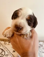 Carrie, a female English Springer Spaniel for sale in North Monmouth, ME – Photo 4 of 5