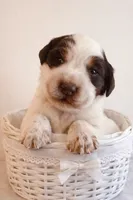 Carrie, a female English Springer Spaniel for sale in North Monmouth, ME – Photo 1 of 5