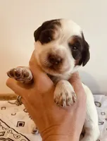 Carrie, a female English Springer Spaniel for sale in North Monmouth, ME – Photo 2 of 5