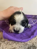 Jessica, a female English Springer Spaniel for sale in North Monmouth, ME – Photo 4 of 7