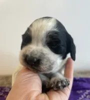 Jessica, a female English Springer Spaniel for sale in North Monmouth, ME – Photo 5 of 7