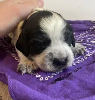 Jessica, a female English Springer Spaniel for sale in North Monmouth, ME – Photo 6 of 7