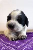 Jessica, a female English Springer Spaniel for sale in North Monmouth, ME – Photo 1 of 7