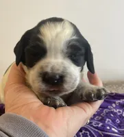 Jessica, a female English Springer Spaniel for sale in North Monmouth, ME – Photo 2 of 7