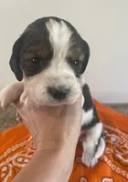 Lucas, a male English Springer Spaniel for sale in North Monmouth, ME – 5 of 8