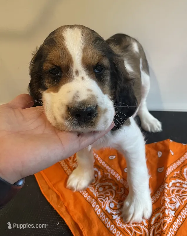 Lucas – English Springer Spaniel puppy for sale in North Monmouth, ME