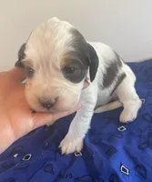 Skills, a male English Springer Spaniel for sale in North Monmouth, ME – 5 of 7