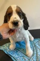 Keith, a male English Springer Spaniel for sale in North Monmouth, ME – 2 of 5