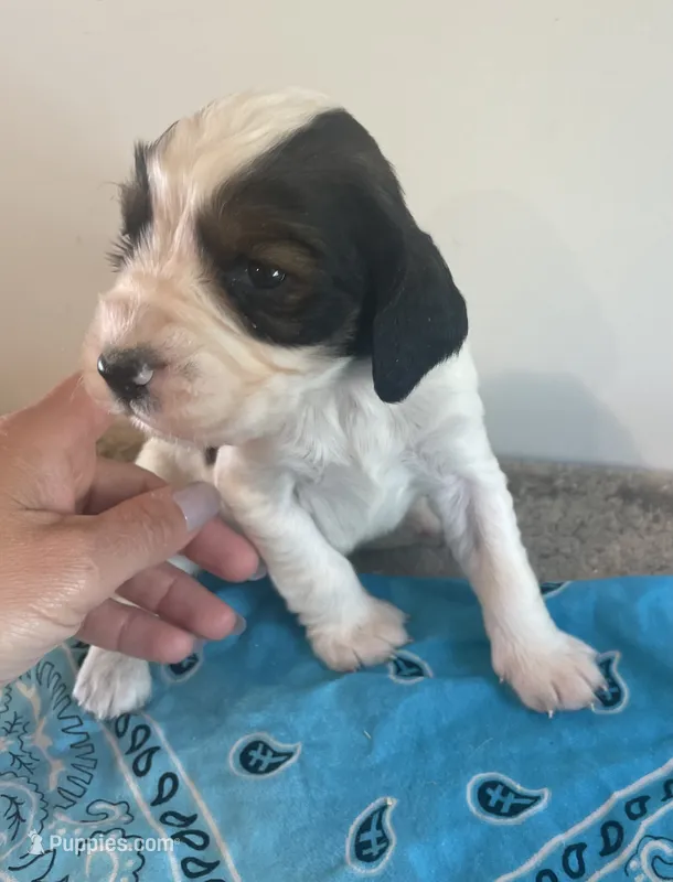 Keith – English Springer Spaniel puppy for sale in North Monmouth, ME