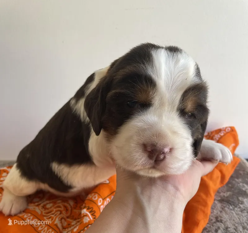 Nick – English Springer Spaniel puppy for sale in North Monmouth, ME