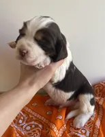 Nick, a male English Springer Spaniel for sale in North Monmouth, ME – Photo 4 of 5