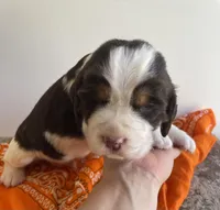 Nick, a male English Springer Spaniel for sale in North Monmouth, ME – Photo 2 of 5