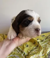 Alice, a female English Springer Spaniel for sale in North Monmouth, ME – Photo 2 of 4