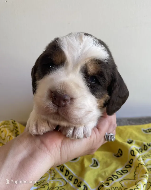 Alice – English Springer Spaniel puppy for sale in North Monmouth, ME