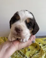 Alice, a female English Springer Spaniel for sale in North Monmouth, ME – Photo 1 of 4